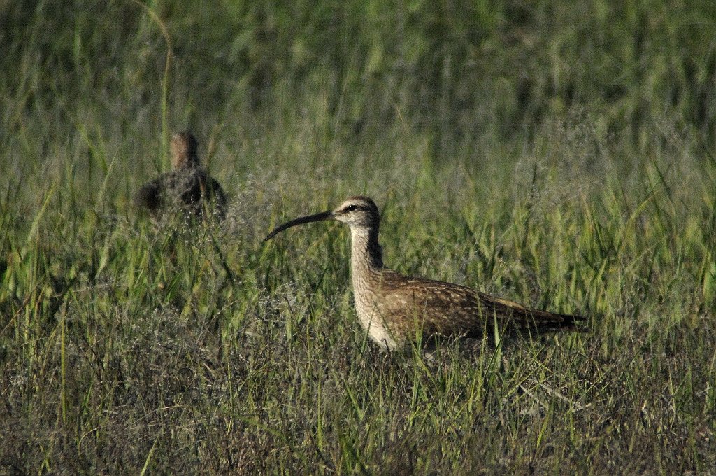 Sandpiper, Whimbrel, 2007-05219705 Forsythe NWR, NJ.JPG - Whimbrel. Forsythe National Wildlife Refuge, NJ, 5-21-2007